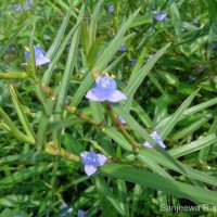 Cyanotis axillaris (L.) D.Don ex Sweet